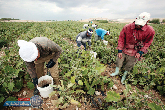 الحكومة تهدف لرفع صادرات الأردن الزراعية 10%