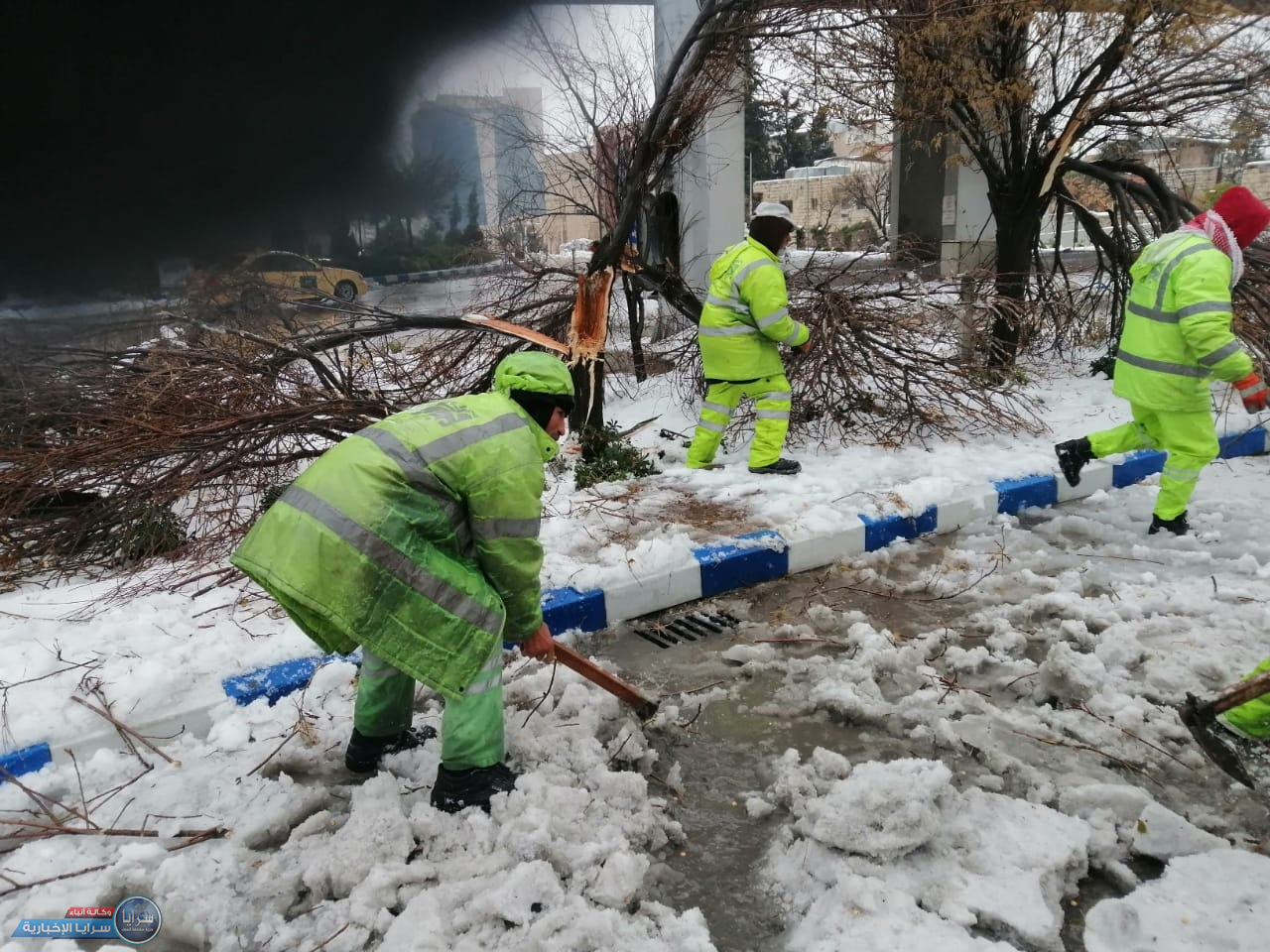 الزراعة تحذر الاردنيين من جمع الأشجار المقطوعة في الشوارع