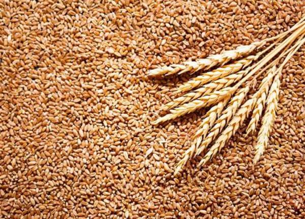 أسعار القمح عالميا تتراجع إلى مستويات ما قبل الحرب في أوكرانيا