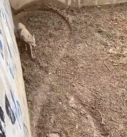 بالفيديو ..  شاهد ماذا  يحدث للذئب عندما يقع بالأسر
