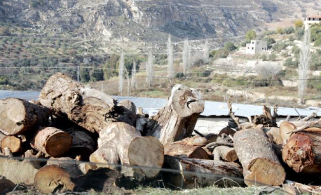 "الزراعة" تجنّد أجهزتها لمنع تحطيب الغابات لأغراض التدفئة