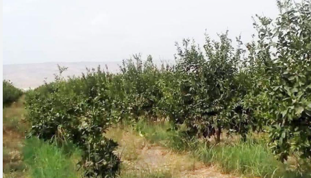 بالفيديو ..  الضرائب تفاقم معاناة مزارعين الحمضيات بالاغوار الشمالية