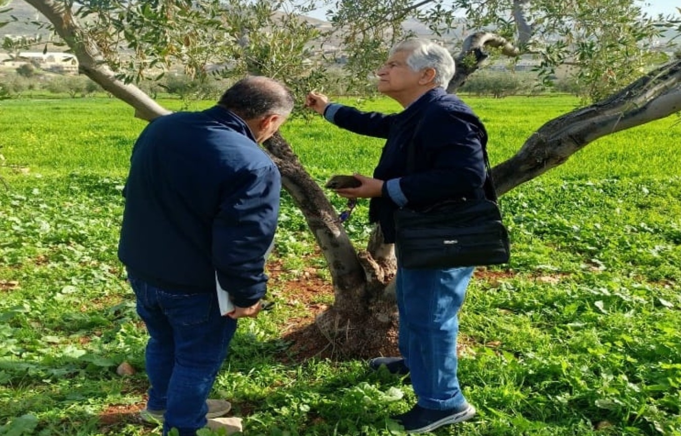 35 ألف مصيدة مجاناً  ..  الزراعة تطلق الخطة الوطنية لمكافحة آفات الزيتون