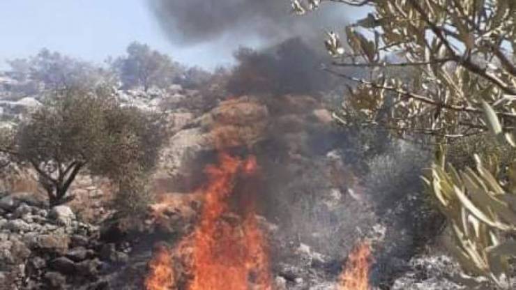 مستوطنون يحرقون 50 شجرة زيتون معمرة في بيت فجار جنوب بيت لحم