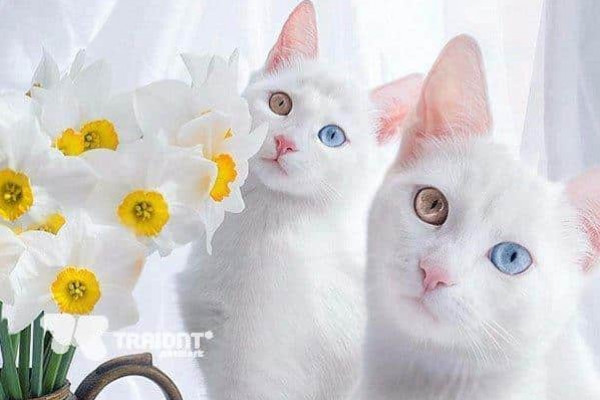 بـ6 أصابع وعيون مختلفة .. معلومات لا تعرفها عن أشهر قطة على السوشيال ميديا
