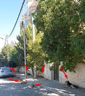 كلاب ضالة تحتل رصيفًا سكنيًا قرب "قصر العوادين" في بني عبيد ..  والأهالي يشكون استمرار الأزمة - فيديو