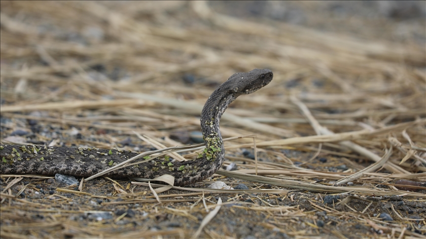 ظهور ثعابين ضخمة في نهر النيل شمالي السودان