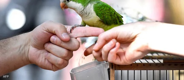 سوق الطيور في باريس سيغلق بصورة نهائية ..  لهذا السبب