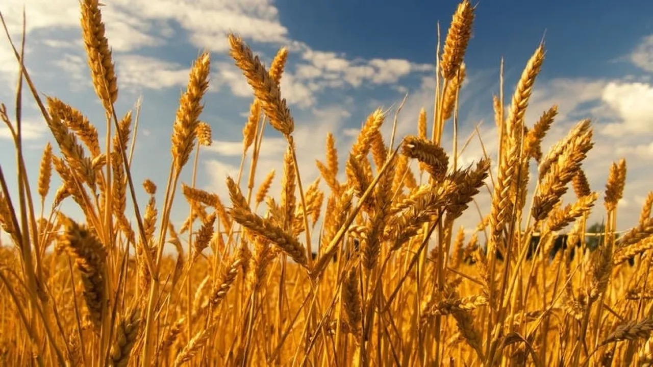 سرقة غير مسبوقة بمصر ..  محصول القمح اختفى خلال ساعتين