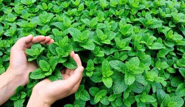 ما خطورة ورق النعناع على الرجال