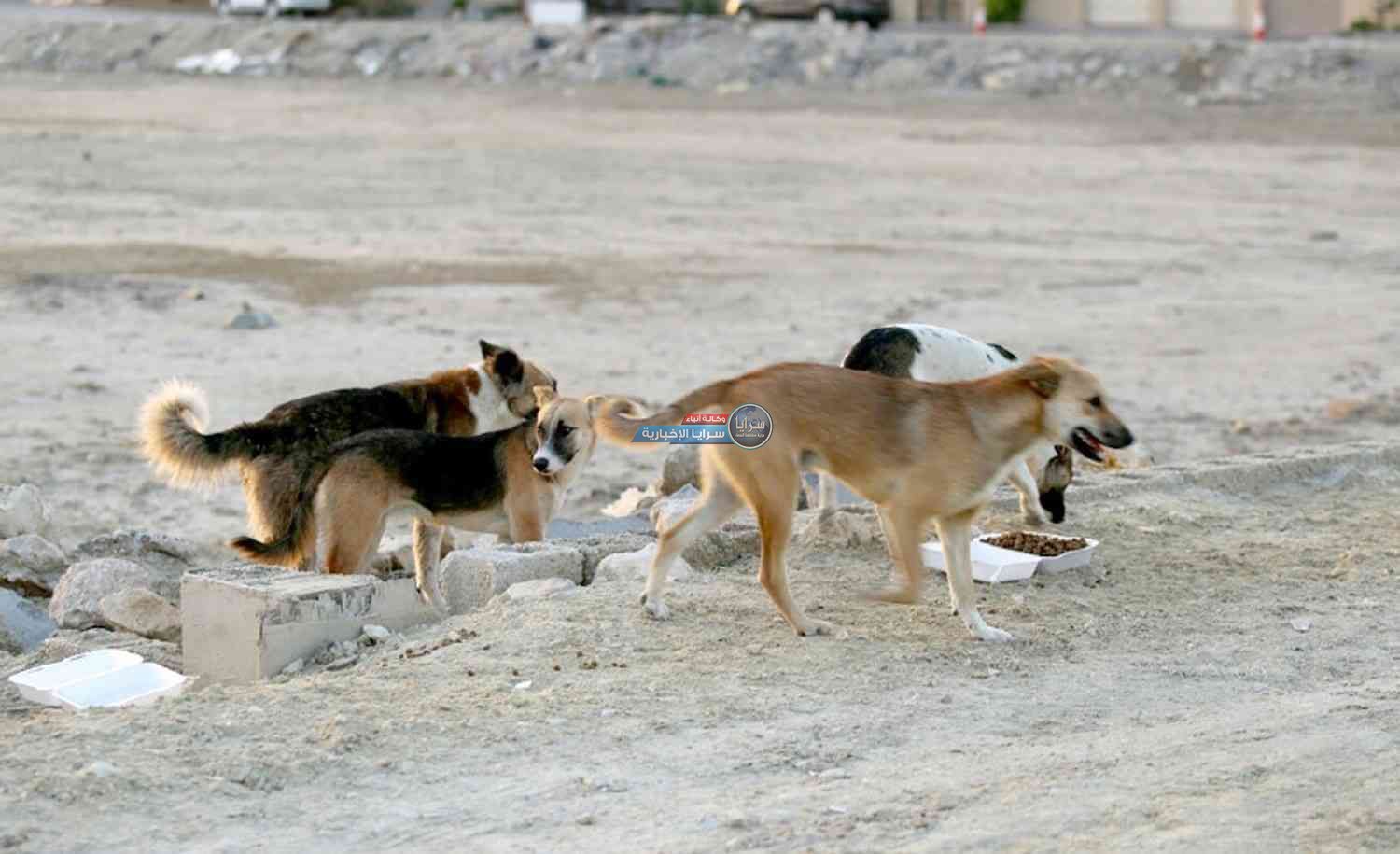 "الادارة المحلية" لـ"سرايا": تعميم على البلديات لتحديد أراضي وجمع الكلاب الضالة