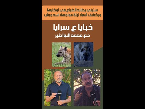 ستيني يطارد الضباع في أوكارها.. ويكشف أسرار ليلة مواجهة "أسد جرش"