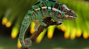 دراسة: الحرباء تستخدم جسدها كلوحات إعلانية