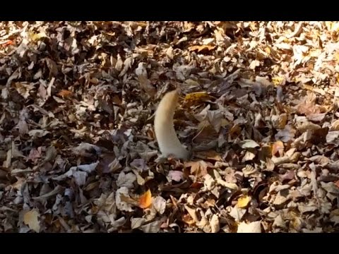 بالفيديو ..  كلب مولع بالبحث عن كرات التنس في كومة من أوراق الشجر