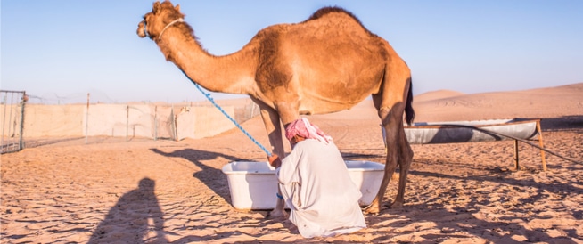 حليب الإبل ..  تعرف على مخاطره وفوائده