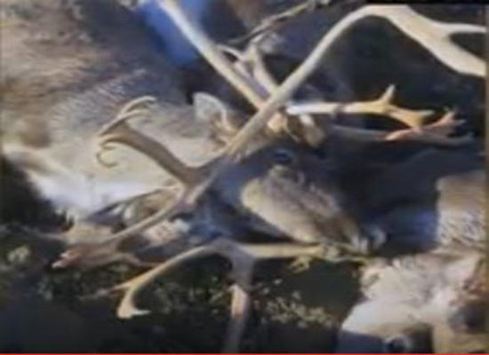 فيديو: مقتل أكثر من 300 غزال رنة بضربة صاعقة واحدة