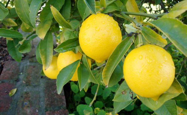 "الزراعة": لا رخص جديدة لاستيراد الليمون