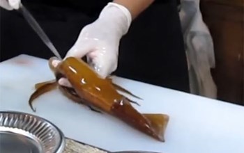 بالفيديو ..  طاه آسيوي يقوم بتقطيع أخطبوط وهو حي