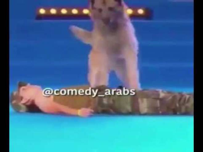 فيديو  ..   كلب ينعش قلب صاحبته لإنقاذ حياتها