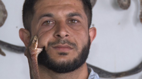 بالفيديو  ..  بعد تحدي كيكي ..  مربي أفاعى بغزة يبتدع تحدي "عضة الأفعى" 