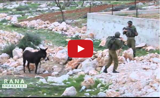 بالفيديو  ..  جندي اسرائيلي يهرب من حمار