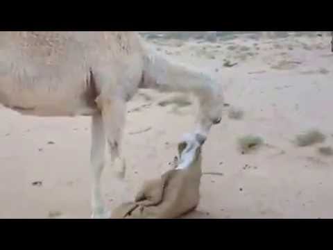 بالفيديو  ..  ماذا فعلت الناقة بمن ذبح ولدها؟