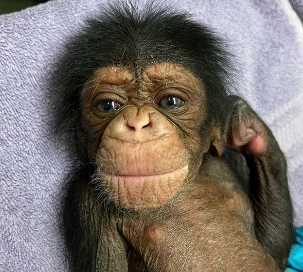 احتضنته بجنون ..  شاهد أم شمبانزي تلتقي رضيعها لأول مرة