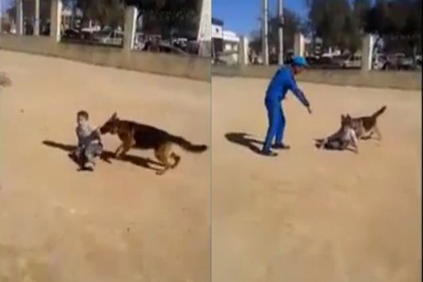 شاهد: طفل يصيبه الرعب بعد تحريض كلب عليه من مجموعة شباب بمدينة وهران الجزائرية
