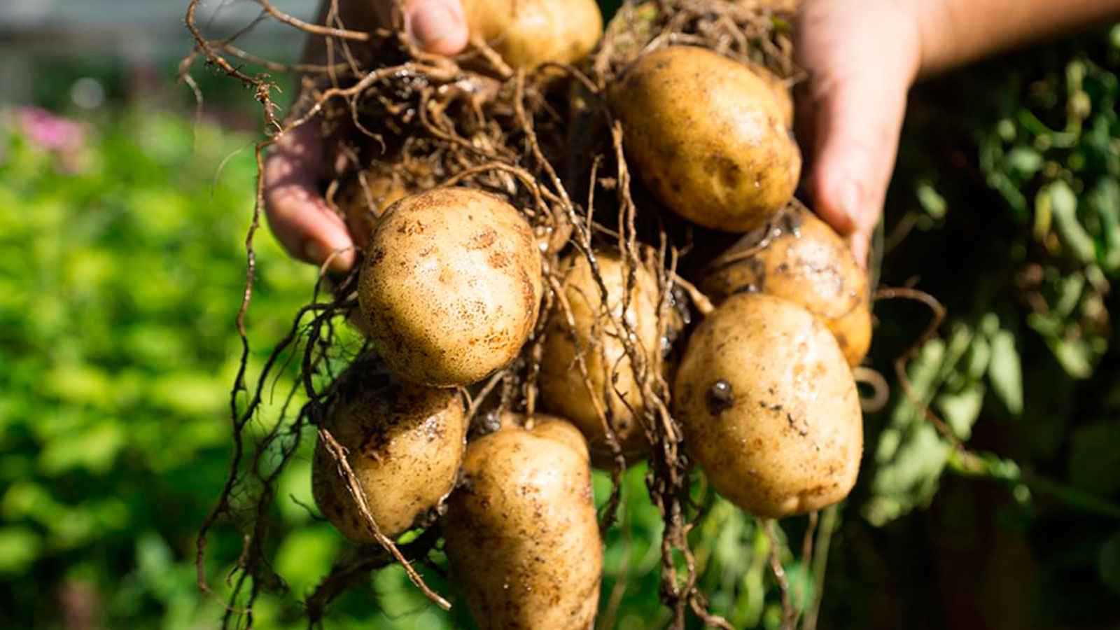 نفايات البطاطا كنز للعناية بالبشرة 