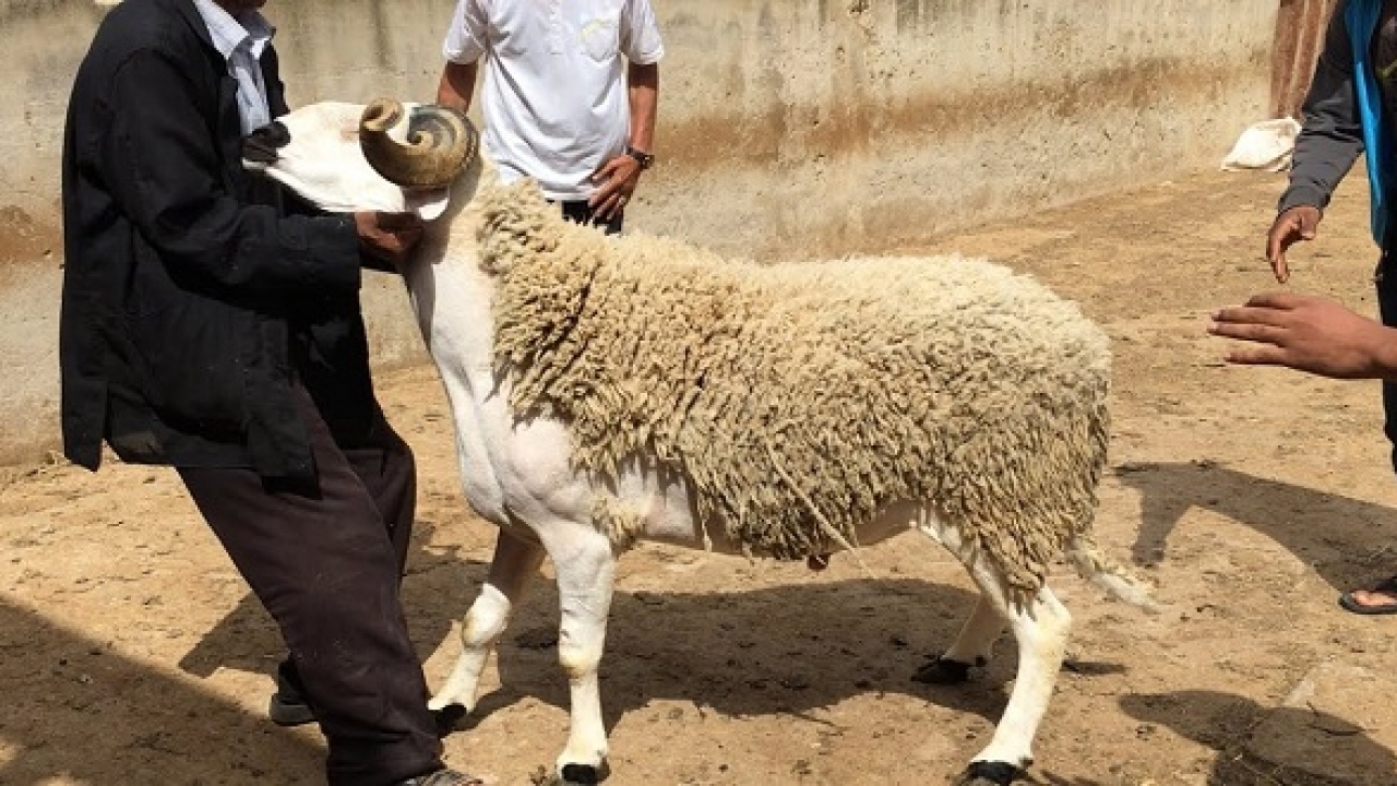 رأس الخيمة ..  عطلة عيد الأضحى من 8 إلى 11 يوليو