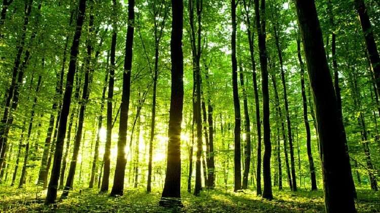 تأثير العيش بالقرب من الغابات على الدماغ 