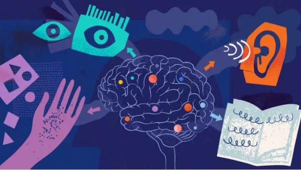 هل حواسنا فعلا 5؟  ..  العلم يتحدث الآن عن 33 في شبكات معقدة