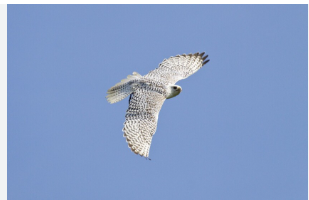 روسيا ..  سجن إماراتي 6 سنوات بتهمة محاولة تهريب صقور مهددة بالانقراض