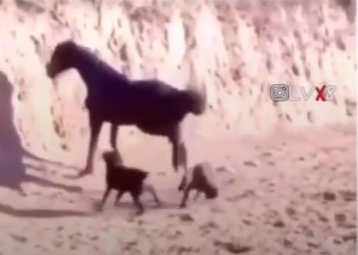 رد فعل مضحك لكلب بعد ما فعله الحصان به  ..  فيديو 