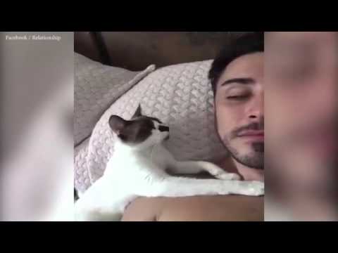 بالفيديو.. مليون مشاهدة لقط يقبل صاحبه