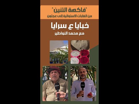"فاكهة التنين" من الغابات الاستوائية إلى عجلون
