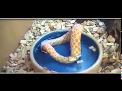 بالفيديو ..  ثعبان جائع يبتلع ذيله بالخطأ معتقداً انه وجبة عشاء!