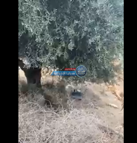 شاهدوا بالفيديو  ..  موقع اعتقال البطلين "الزبيدي و عارضة" و الزيتونة التي "استظلا" تحتها 