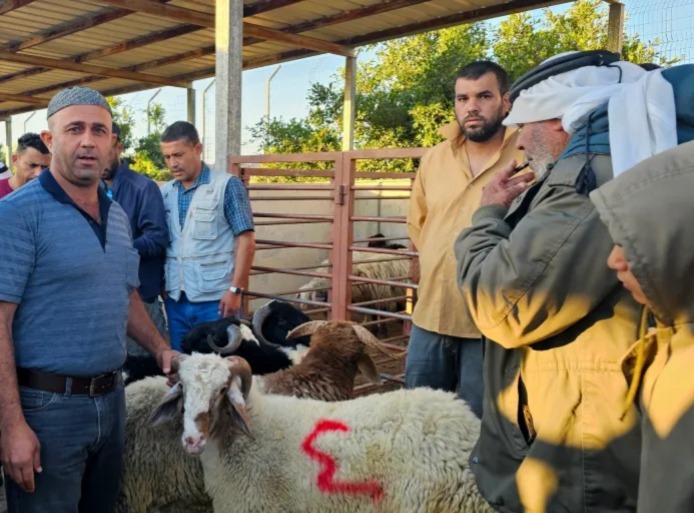 الأضاحي بالضفة الغربية المحتلة ..  أسعار باهظة وجيوب فارغة