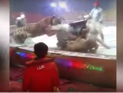  فيديو صادم   ..  أسد و نمر يفترسان حصاناً أثناء عرض للسيرك