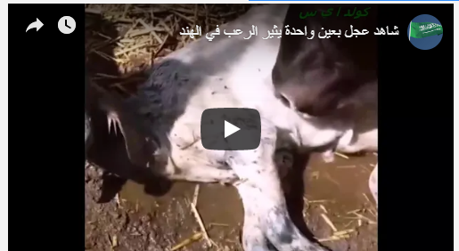 بالفيديو  :عجل بعين واحدة يثير الرعب في الهند