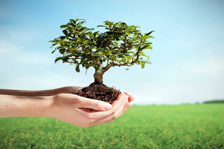 المصري: يوم الشجرة مسؤولية وطنية لحماية البيئة وتعزيز التنمية المستدامة 