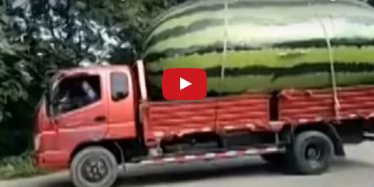 فيديو: ما حقيقة هذه اللقطة الغريبة لشاحنة تحمل بطيخة عملاقة