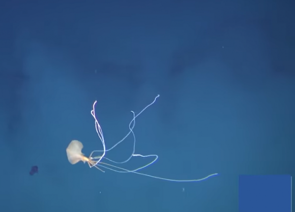 لأول مرة  ..  تصوير أحد أندر المخلوقات البحرية في العالم