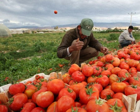 بدء تصدير البندورة والفلفل الى السعودية ..  وقريبا الى قطر