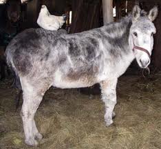 مقتل رجل مارس الجنس مع دجاجه وحمار!! 