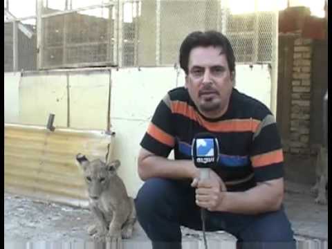 شاهد.. ردة فعل مضحكة لمذيع عراقي يصور مع أسد