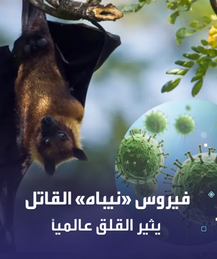 هل يمكن أن يتحوّل فيروس نيباه إلى جائحة مثل جائحة كورونا؟