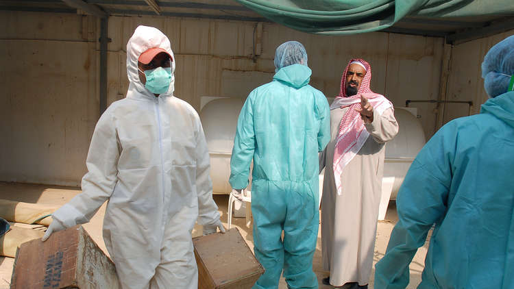 السعودية ..  رصد إصابات بفيروس انفلونزا الطيور "عالي الضراوة"