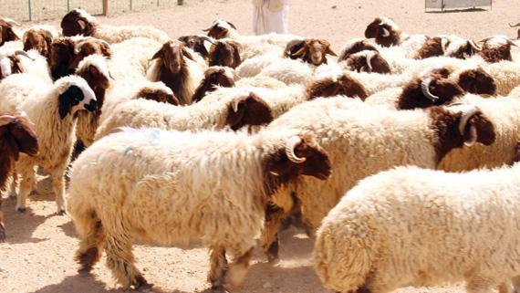 "الزراعة" تعلن عن اسعار الأضاحي في عيد الأضحى  ..  تفاصيل